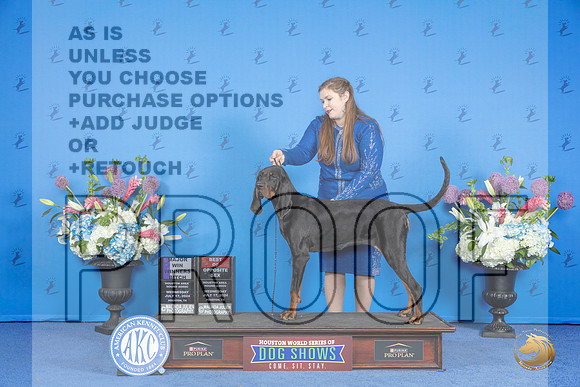 Black and Tan Coonhound #12 WED WB BOS M Judge Barbara Scherer r__JP_0229_Houston_2024_HR3