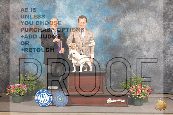 French Bulldog #24 Fri BOS Judge David Bolus_MJ_0059_SA_2022_HR3