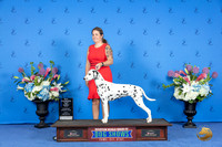 Dalmatian #8 FRI WB NC M Judge Jon Cole