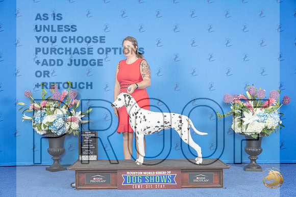 Dalmatian #8 FRI WB NC M Judge Jon Cole__JP_8912_Houston_2024_HR3