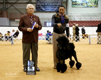 Poodle Standard #22 Sun  BOW Maj NCh Wilson Nancy & Joan Thompson Judge N Patton