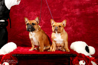 French Bulldog Sat Lea Brimberry Olive & Roux