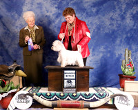 West Highland White Terrier #8 Sat Winners Bitch Pinter Bebe and Kay McGuire DVM and Linda Wible Judge P Hartinger