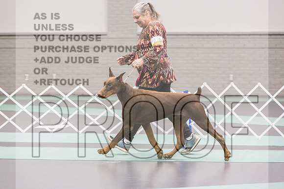 Doberman Ring Fri Ring 1_JJL_4931_UKCLNGVIEWOCT2024_2024_HR3