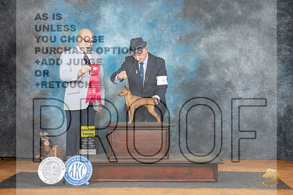 Miniature Pinscher #6 Sat G3 Judge Tim Robbins__JP_8222_MARSHALL_2024_HR3