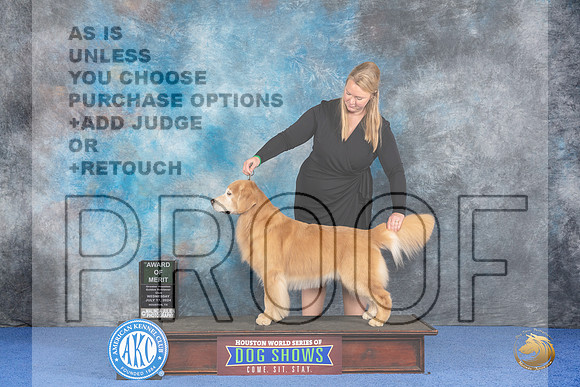 Golden Retriever #41 Wed JAM Judge Ann F Yuhasz__JP_7489_Houston_2024_HR3