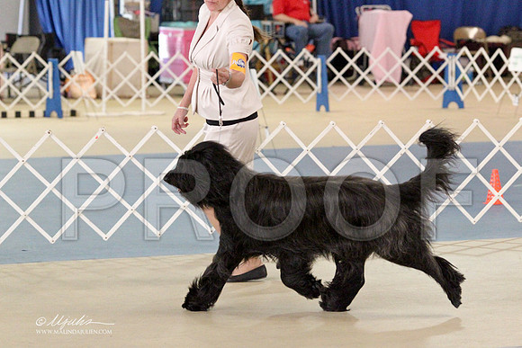 Briard-2695LR