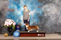 Cardigan Welsh Corgi #12 SAT WB BOS Judge Carrie Chase