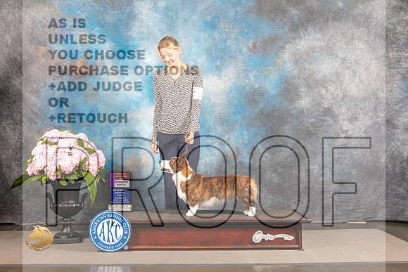 Cardigan Welsh Corgi #12 SAT WB BOS Judge Carrie Chase_MJ_6203_Houston_2022_HR3