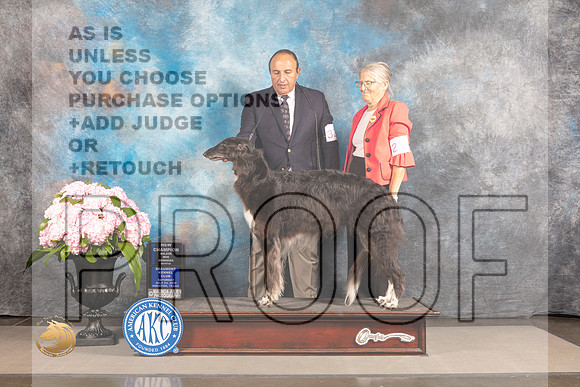 Borzoi #32 SAT WB NCH Major Judge Polly Smith_MJ_6617_Houston_2022_HR3