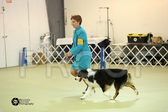 Aus, Basenji-0325-HtoJan14-HR