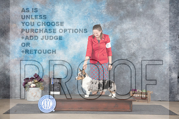 Cardigan Welsh Corgi #7 Sat WDBOWMNCH Judge Del Richards__JP_7117_Belton_2024_HR3