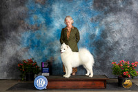 Samoyed #10 OHG1 Sat
