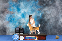 Beagle 15 #14 WED BV BOSSw Judge Douglas Johnson