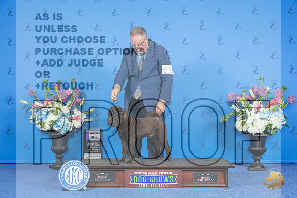 Chinese Shar Pei #17 SUN WD Judge Wood Wornall__JP_0714_Houston_2024_HR3