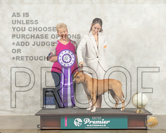 American Pit Bull Terrier #103 Wed BISS Judge Sue Phillips_MMJ_6750_Premier_2022_HR3