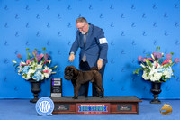 Chinese Shar Pei #17 SUN WD Judge Wood Wornall