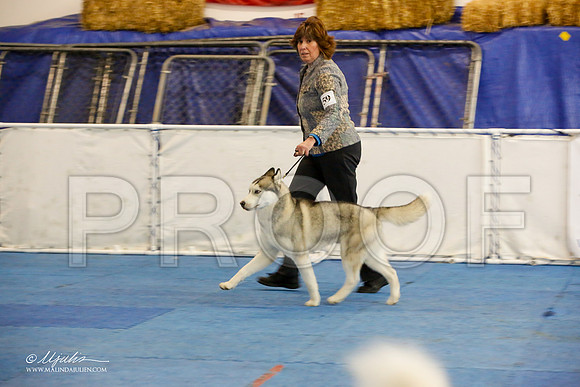 _M3_0004-AddisonHuskyMar2015-HR3