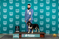 American Bully #825 Thur T10BOB SemiF Judge Sharon Griffin