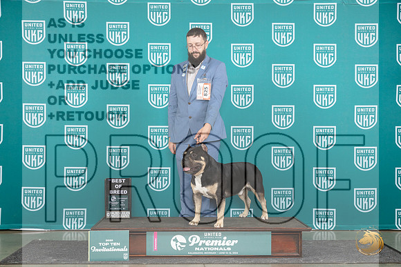 American Bully #825 Thur T10BOB SemiF Judge Sharon Griffin__JP_1124_Premier_2024_HR3