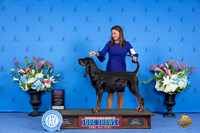 Black and Tan Coonhound #8 THUR BOB BOBOH Judge Debbie Freeman