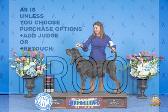 Black and Tan Coonhound #8 THUR BOB BOBOH Judge Debbie Freeman__JP_8530_Houston_2024_HR3