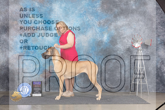 Great Dane #10 Fri BOBOHBOB Judge Pat Trotter__JP_5284_Amarillo_2024_HR3