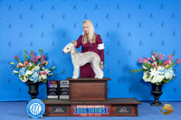 Bedlington Terrier #9 FRI BOS Judge Joao Machado