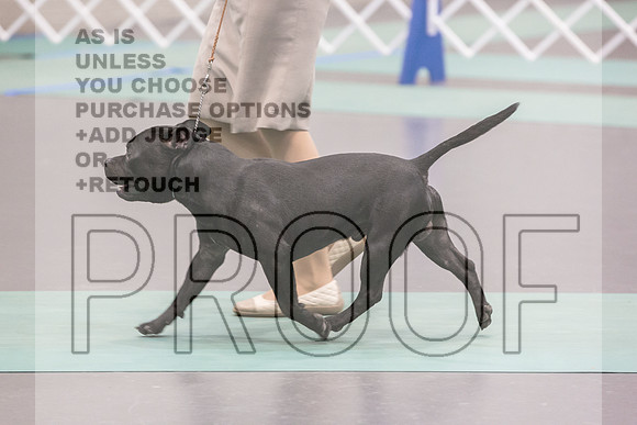 Staffordshire Bull TErrier Sat Rings_JJL_9765_UKCLNGVIEWOCT2024_2024_HR3