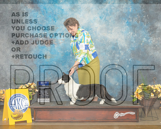 Cardigan Welsh Corgi #18 Thur WBBOW Judge Cathy Daugherty-MMJ_8674-NWARK2022-HR3