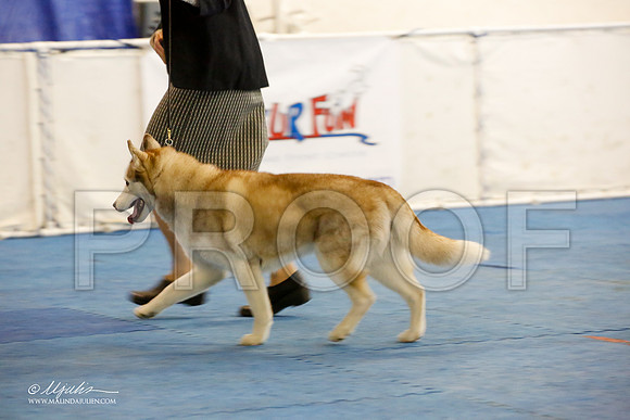_M3_1249-AddisonHuskyMar2015-HR3