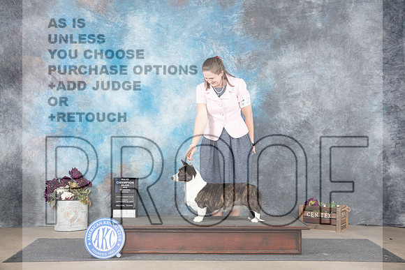 Cardigan Welsh Corgi #22 Sun WBMNCh Judge Gloria Kerr__JP_7828_Belton_2024_HR3
