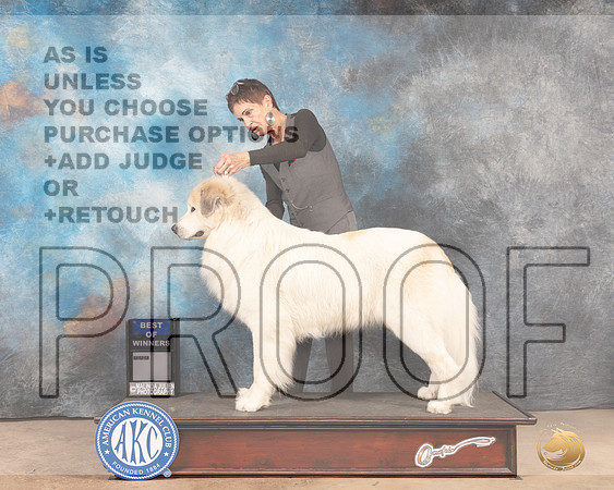 Great Pyrenees #7 FW BOW Judge Steve Keating-MMJ_4887-Abilene2022-HR3