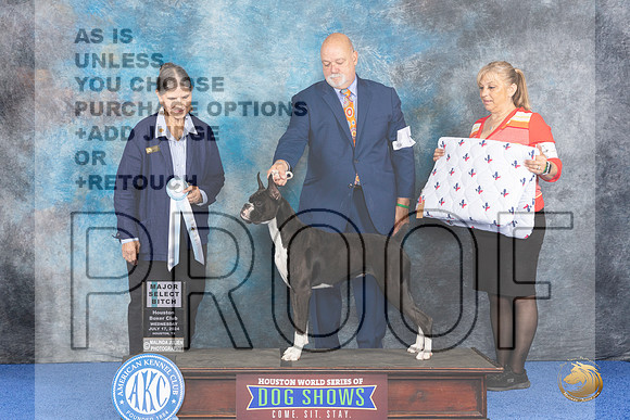 Boxer # WED SBM Judge Cathy De La Garza__JP_6547_Houston_2024_HR3
