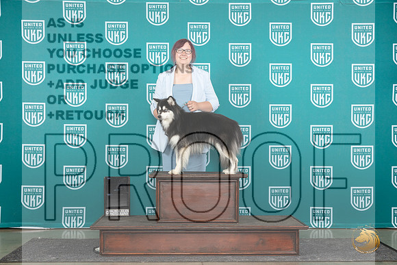 Alaskan Klee Kai #1284 see card__JP_1140_Premier_2024_HR3