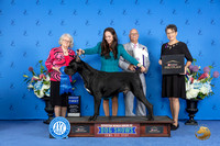 Cane Corso #25 Sat G1 Judge Annella Cooper