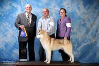 Siberian Husky #5 Fri BOB +A2