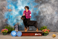 Rottweiler #11 Thurs SB Judge Robert Shreve
