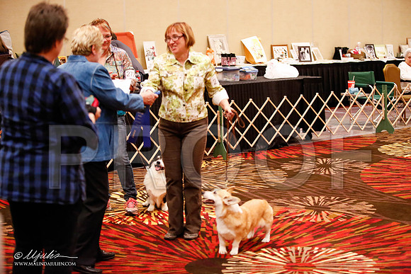 _JJ_8048-HstnCorgiFeb2015-HR3