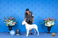 Dogo Argentino #6 THUR BOB BOW M Judge Nancy Liebes