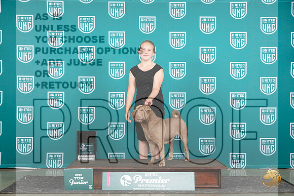 Chinese Shar Pei #1179 Thur NtlTJr4th Judge Kathie Short__JP_1353_Premier_2024_HR3