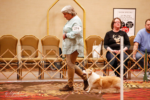 _JJ_8145-HstnCorgiFeb2015-HR3