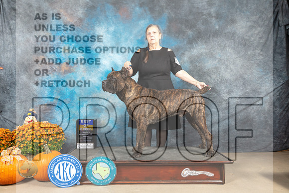 Cane Corso #5 Sun BOB Judge Donelle Richards_MJ_6705_Belton_2022_HR3