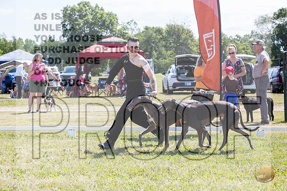 Greyhounds #104 #105 Brace Wed_JJL_1776_Premier_2024_HR3