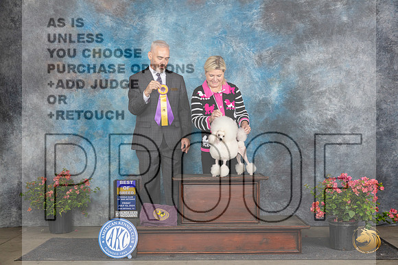 Poodle Toy #14 Fri BOB Judge Dale Martenson__JP_4283_San Antonio_2024_HR3