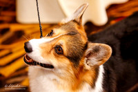 Specialty Vet Dogs