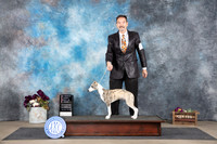 Whippet #15 Sun 4-6PUPBOBG1BIS Judge Del Richards