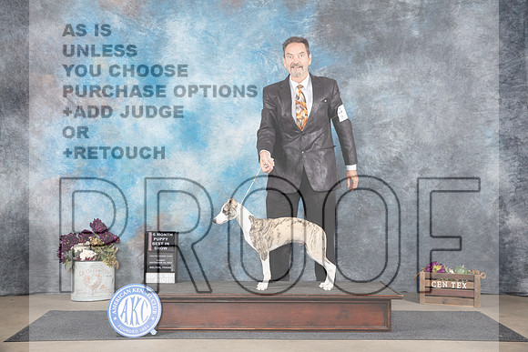 Whippet #15 Sun 4-6PUPBOBG1BIS Judge Del Richards__JP_7611_Belton_2024_HR3