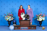 Shetland Sheepdog #8 SUN WB BOW Judge Annella Cooper