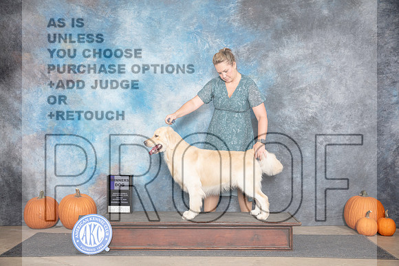 Golden Retriever #15 Sun WD Judge Ann Roth__JP_9292_Humble_2024_HR3